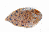 Brachirus Villosus M Schol Villosus